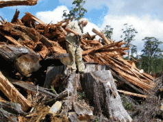 A Drive through the Tarkine 3