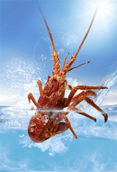 Tasmanian rock lobster industry's path to disaster 4 Tasmanian rock lobster industry's path to disaster 4