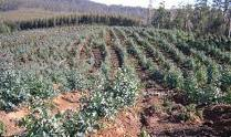 The reason we grow trees for wood production 3