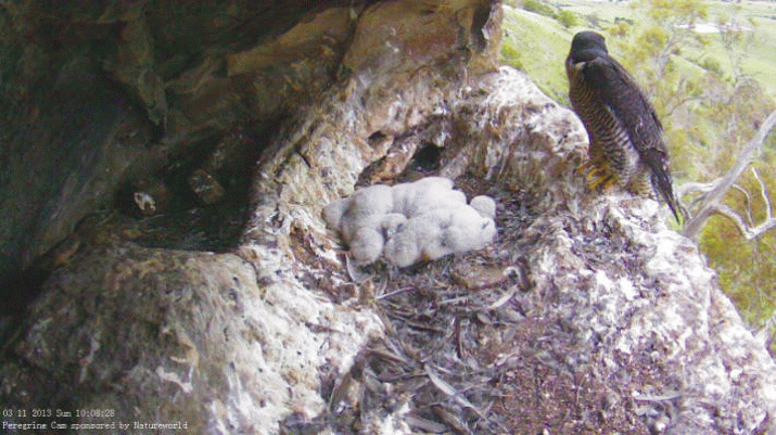 My, how you've grown (2) ... another update on the Peregrines 28 My, how you've grown (2) ... another update on the Peregrines 4