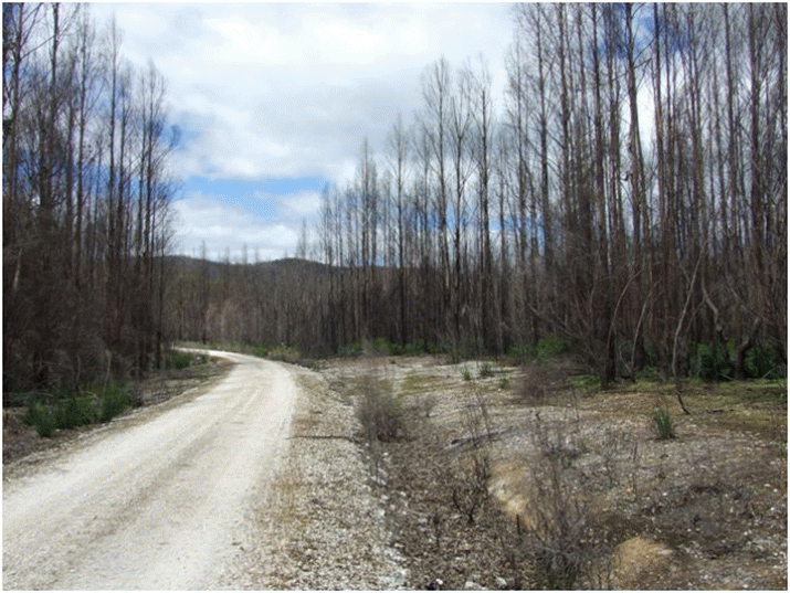 A Government Funded Forestry Legacy 3