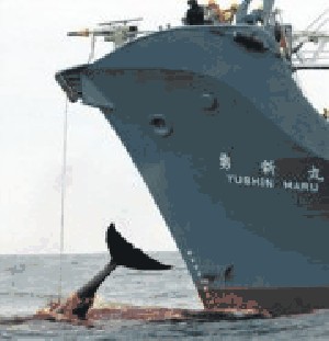 Urgent need for patrol vessel: Brown 1