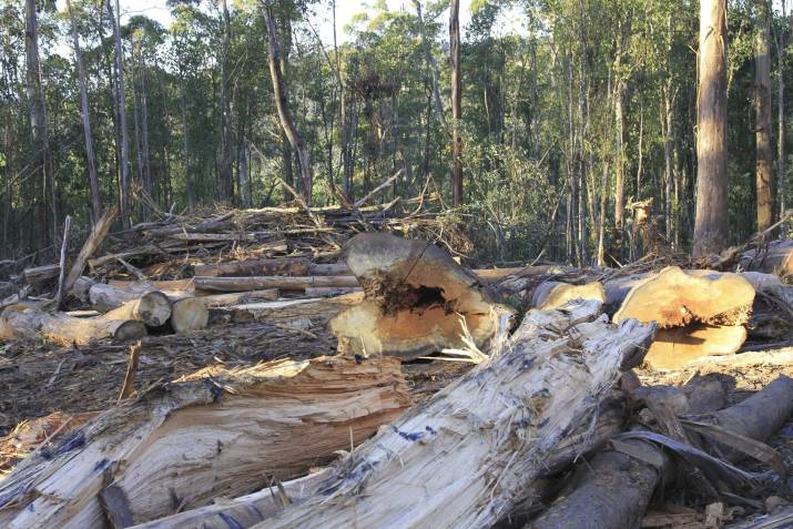 'Two Year Reprieve for Threatened Forests' 3