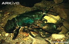 Threaten crayfish. But don't upset Forestry 3