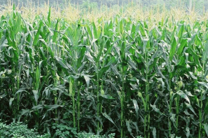 Australia should turn away from GM crops, new study shows 4 Australia should turn away from GM crops, new study shows 4