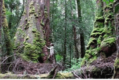 The Forests ... The Forests ... 3
