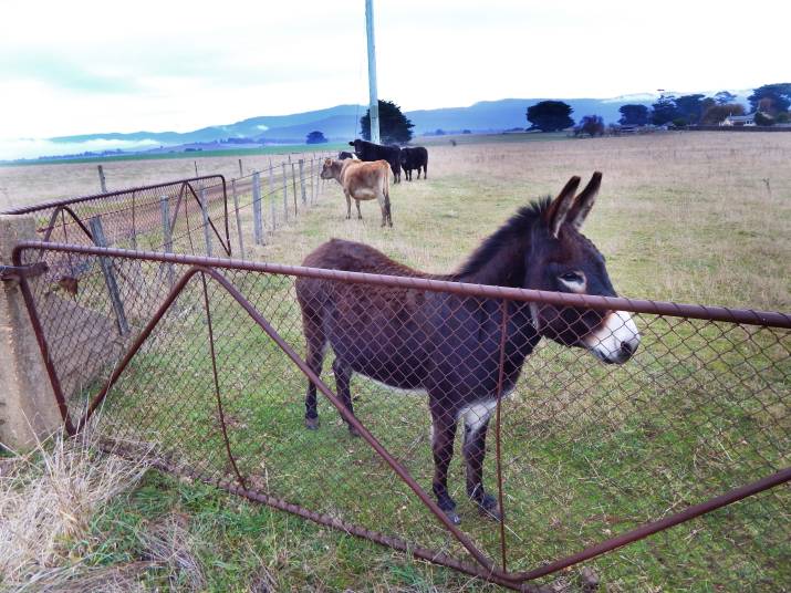 The Great Escape 3