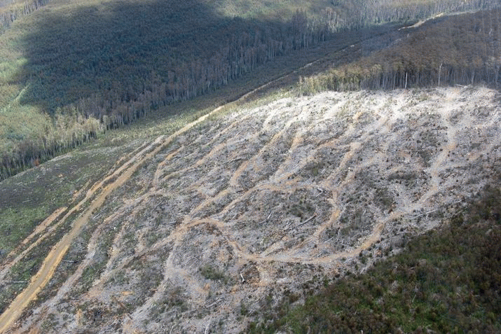 New report finds need for fundamental change in Tasmania’s forest laws 3
