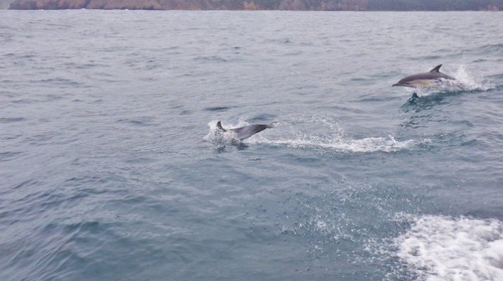 Falling for a Pod of Dolphins. Story Competition ... 3