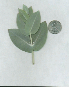 The E nitens leaf is toxic 4 The E nitens leaf is toxic 4