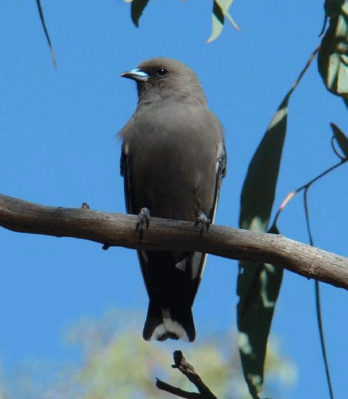 Mother Mountain: The Symphony of Birdsong (40) 3