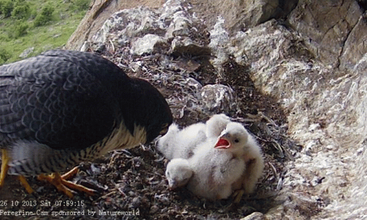 My, how you've grown ... an update on the Peregrines 3