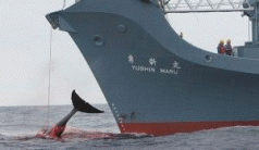 Whale slaughter should be filmed: Brown 3
