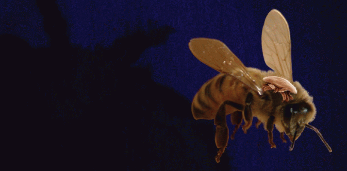 New method finds 57 pesticides in poisoned honey bees 4 New method finds 57 pesticides in poisoned honey bees 4