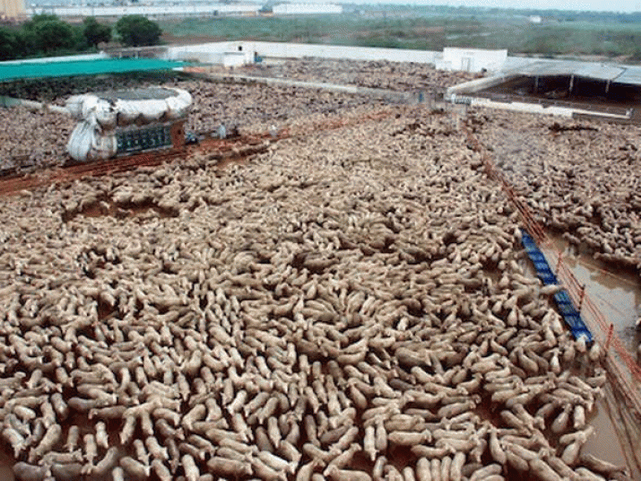 Dud DAFF report demonstrates need for animal welfare office. Farmer's guilt 6 Dud DAFF report demonstrates need for animal welfare office. Farmer's guilt 4