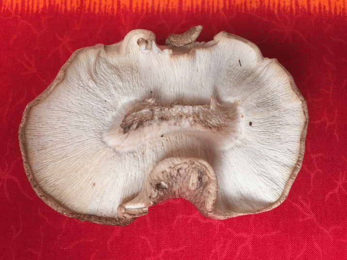 Tassie left off the (mushroom) Map ... 3