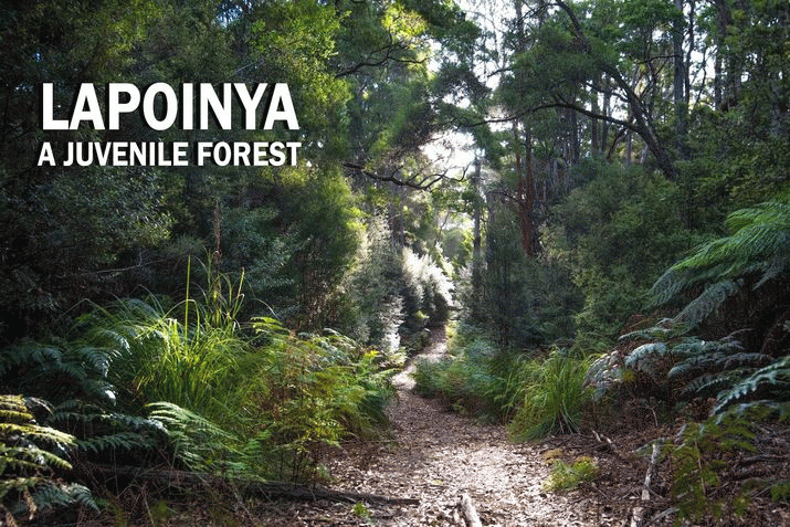 Native forest policy full of loopholes and inadequate to protect species and climate 3