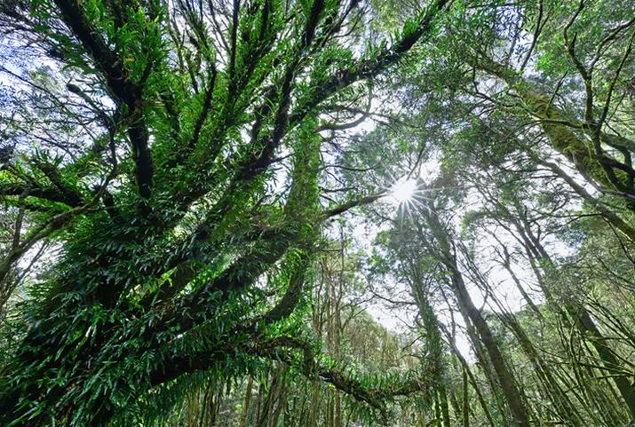 TARKINE: Why the Tasmanian Forest Intergovernmental Agreement got it wrong ... 3