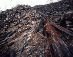 South Esk headwaters clearfalls: The devastating consequences 3
