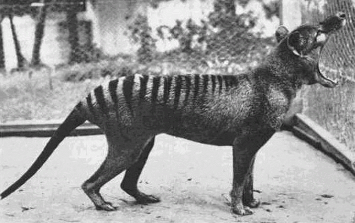 Tasmania needs new Threatened Species Plan 3