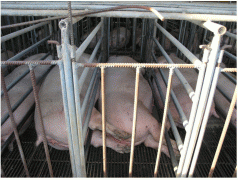 RSPCA urges Minister to accept AWAC advice on the welfare of pigs 4 RSPCA urges Minister to accept AWAC advice on the welfare of pigs 4