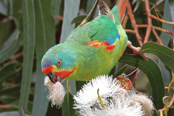 Tasmanian Government killing off last 2000 Swift Parrots 3