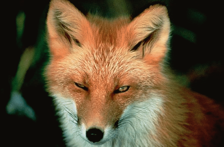 Foxes: I was surprised by the extent of mistakes ... 3