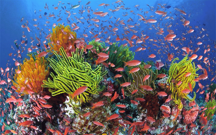 Government chooses polluters over people with Adani 3