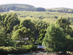Massive plantations shortfall in Gippsland 3