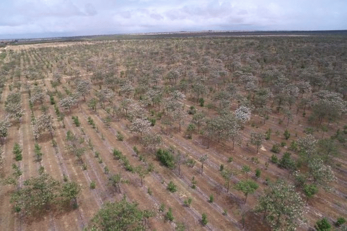 Hundreds without life savings. Burning-off's limits. 'Another handout for Forestry ...' 3