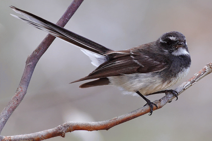 Mother Mountain: The Symphony of Birdsong (41) 3
