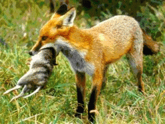 Fox Plot: Who to Believe? 3