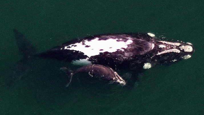Matthew Groom: Whale Sightings 3