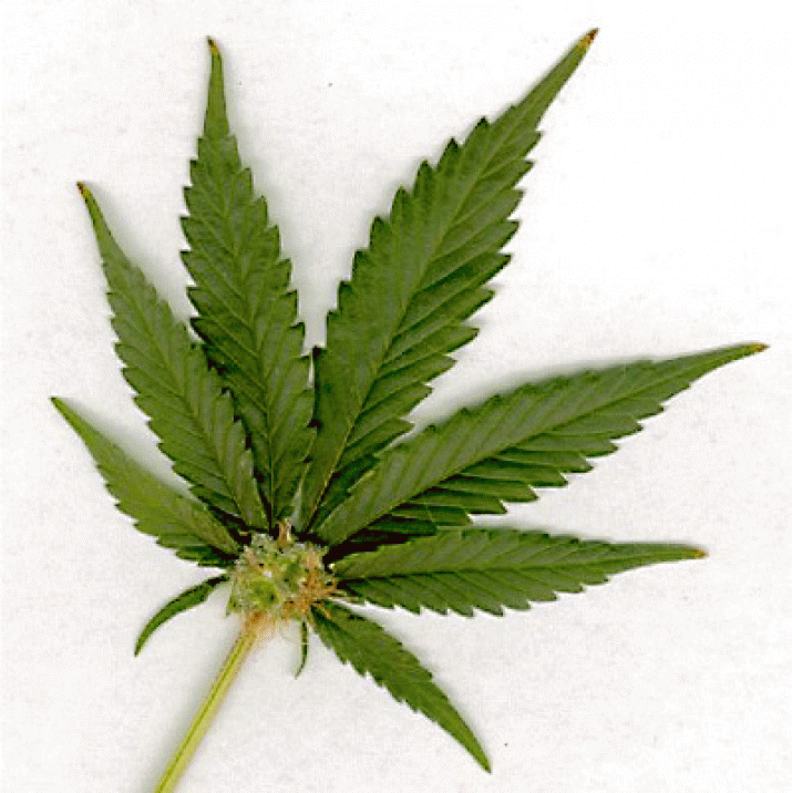 All about Hemp! 4 All about Hemp! 4
