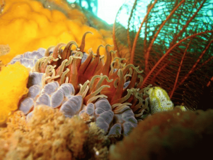 Ocean farmers are using technology to start an economic revolution and save humanity 3