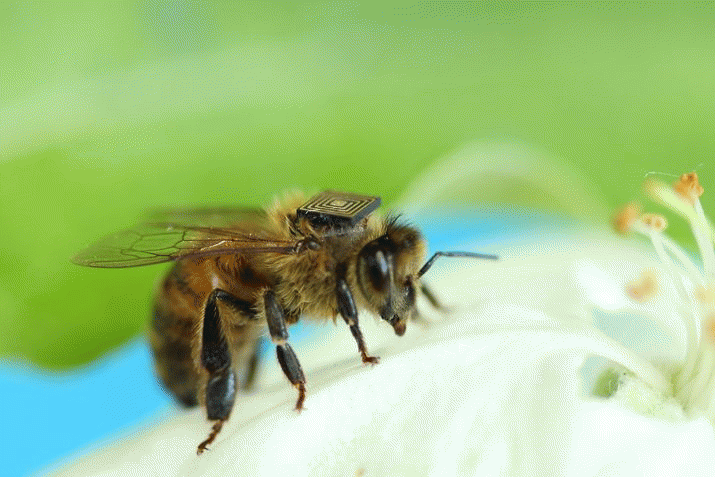 Get a Glimpse into the not-so-humble honey bee 3