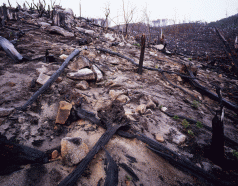 South Esk headwaters clearfalls: All endorsed by PEFC and AFS 3