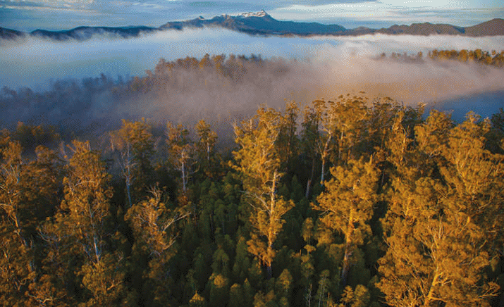 Will Brian Wightman protect Tasmanian’s World Heritage Area forests? 3