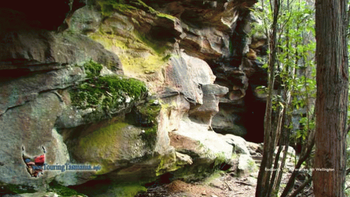 Mother Mountain: The Symphony of Birdsong (12) 3