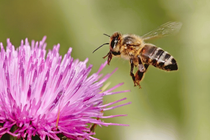 Beekeepers see 42% of US honeybee colonies die off in a single year 3