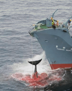 Why the Left should support Sea Shepherd’s anti-whaling campaign 3