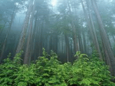The forest companies of the future 4 The forest companies of the future 4