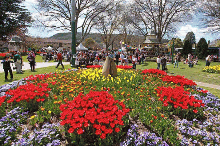 Tip-toe-ing Bowral's 100,000 tulips 10 Tip-toe-ing Bowral's 100,000 tulips 4