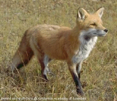 Outfoxing the fox in Tasmania - a short review 3