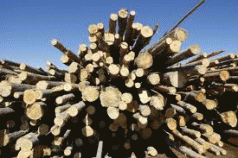 Pulp mill permit confusion 4 Pulp mill permit confusion 4