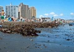 During a Japanese summer, life is a fetid beach 4 During a Japanese summer, life is a fetid beach 4