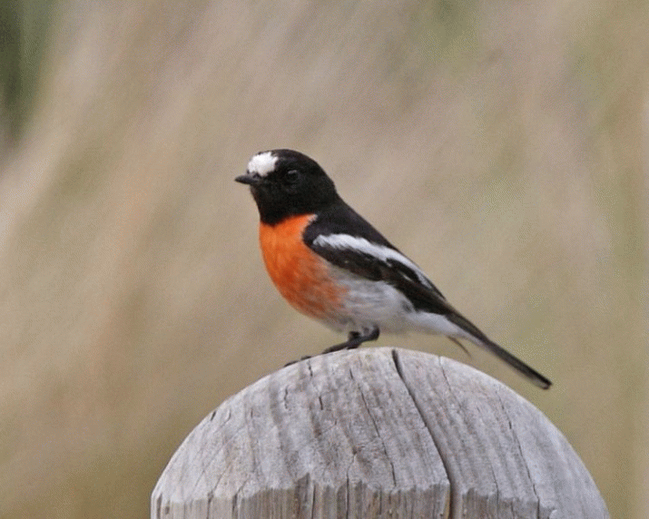 Mother Mountain: The Symphony of Birdsong (44) 3