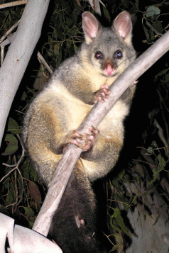 Wildlife poison shock 4 Wildlife poison shock 4