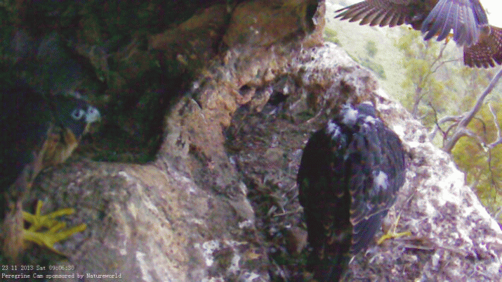 The Falcon Wars 4 The Falcon Wars 4