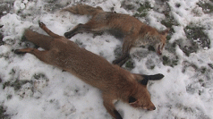 STOP PRESS - The Newest Fox Facts for 2011 3